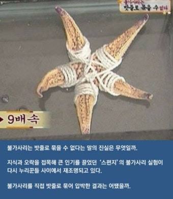 불가사리
