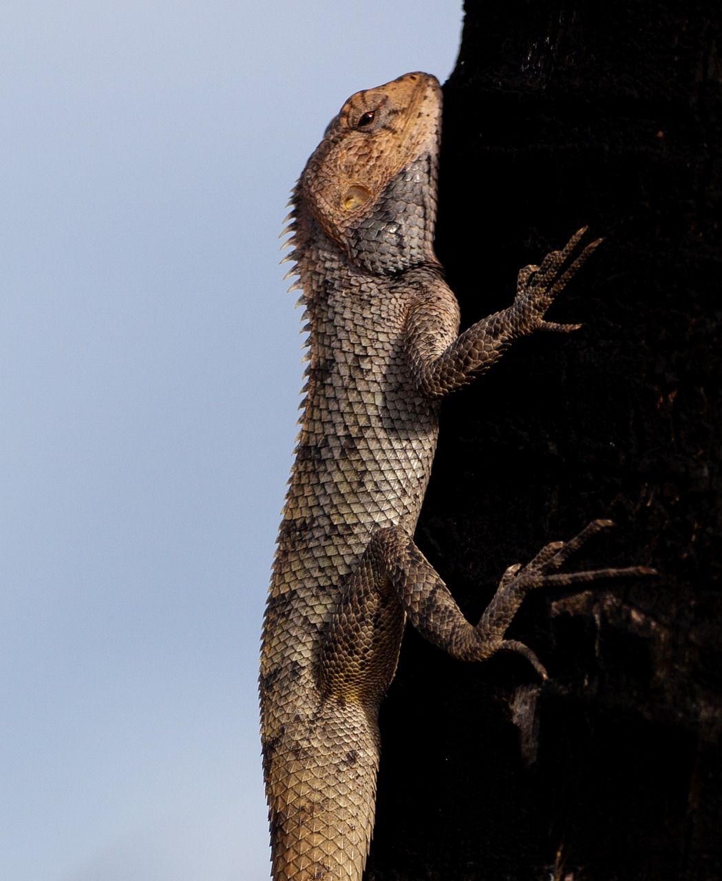 모리셔스 도마뱀