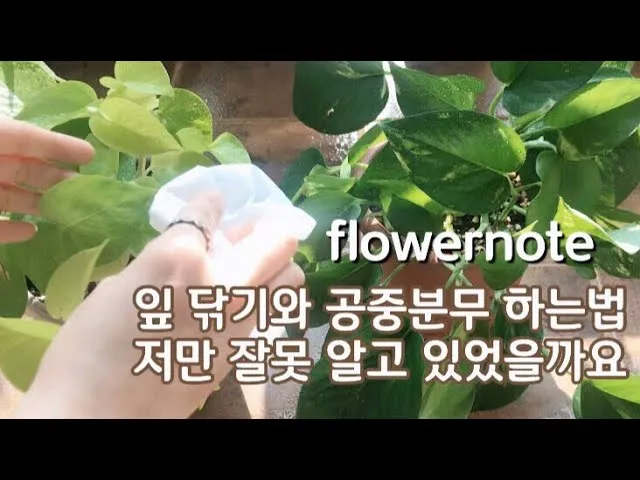 잎닦기 관리 미세먼지제거 광합성도움 우유물사용 주의점_3