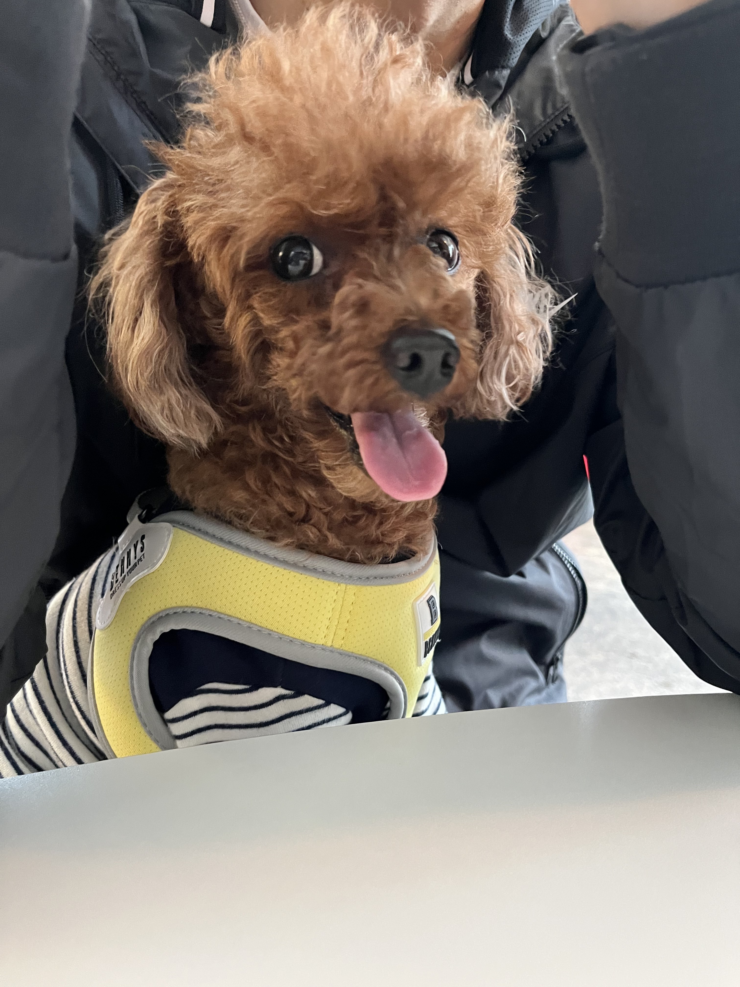 강아지 짖음 멈추게 하는 훈련법