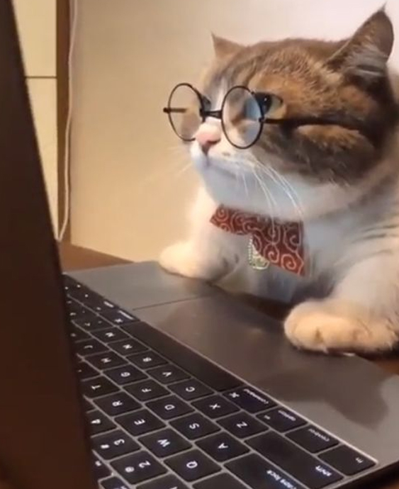 고양이 공부