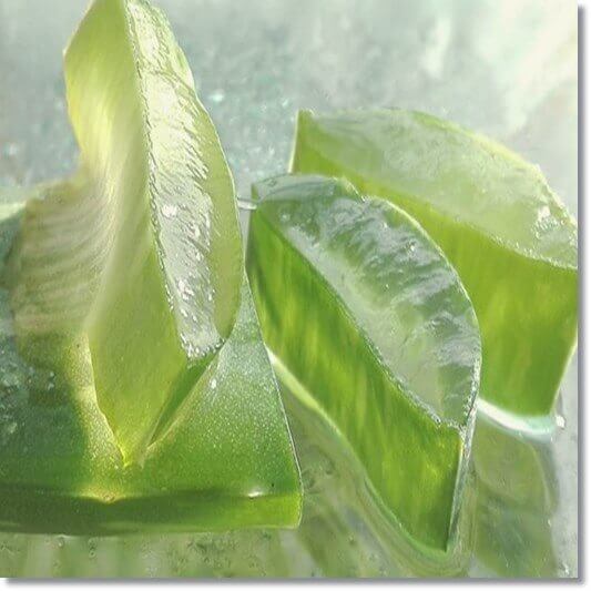 아로에겔이 풍부한 알로에베라