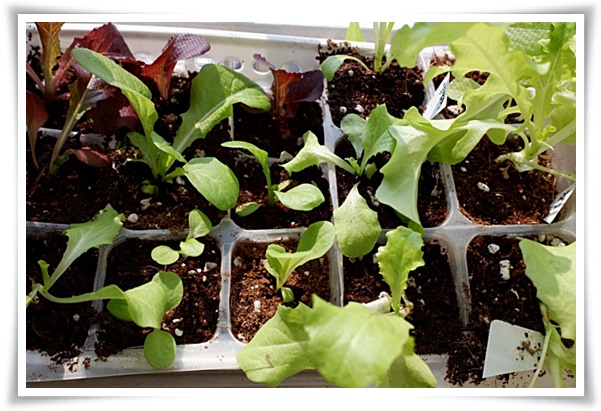 텃밭 &quot;상추 키우기&quot; 초보자도 쉽게 키우는 신선한 쌈 채소 재배의 모든 것!