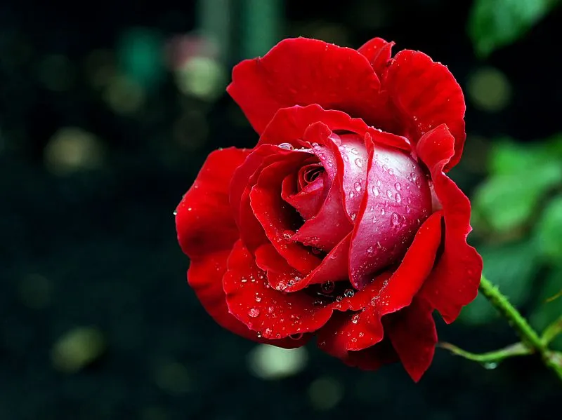 DSLR 카메라 꽃 촬영 접사 거리 합초 요령_4