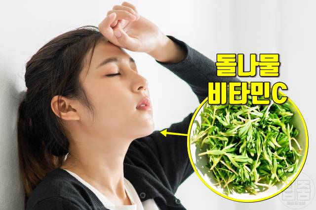 돌나물 효능,돌나물 무침 맛있게 만드는 법