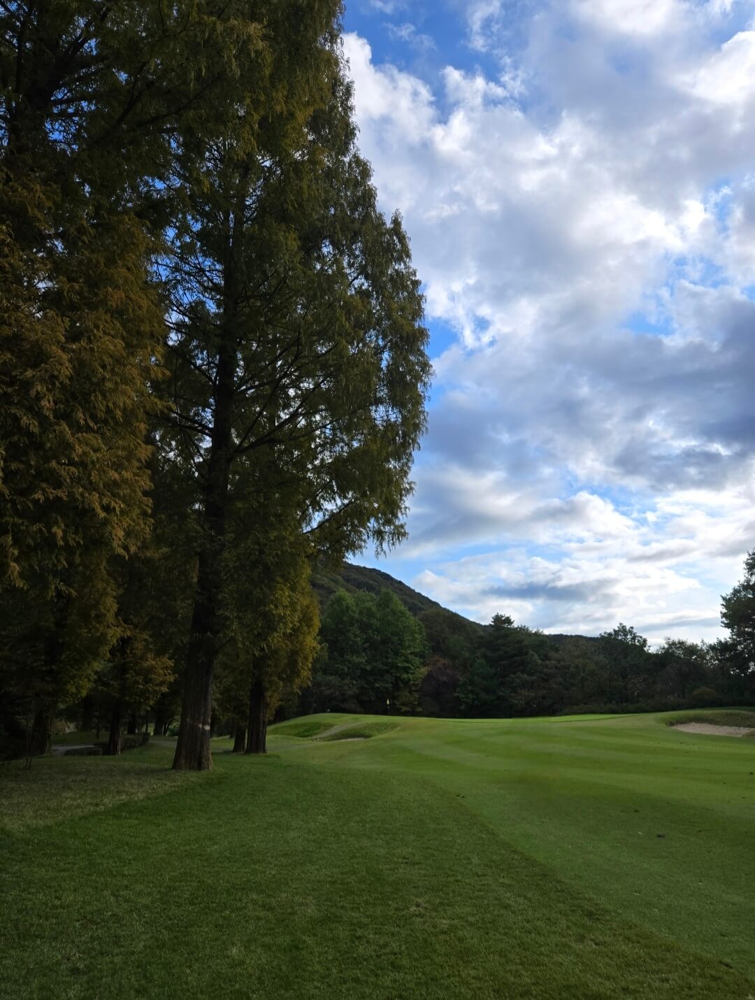 프리스틴밸리CC 페어웨이 나무조경