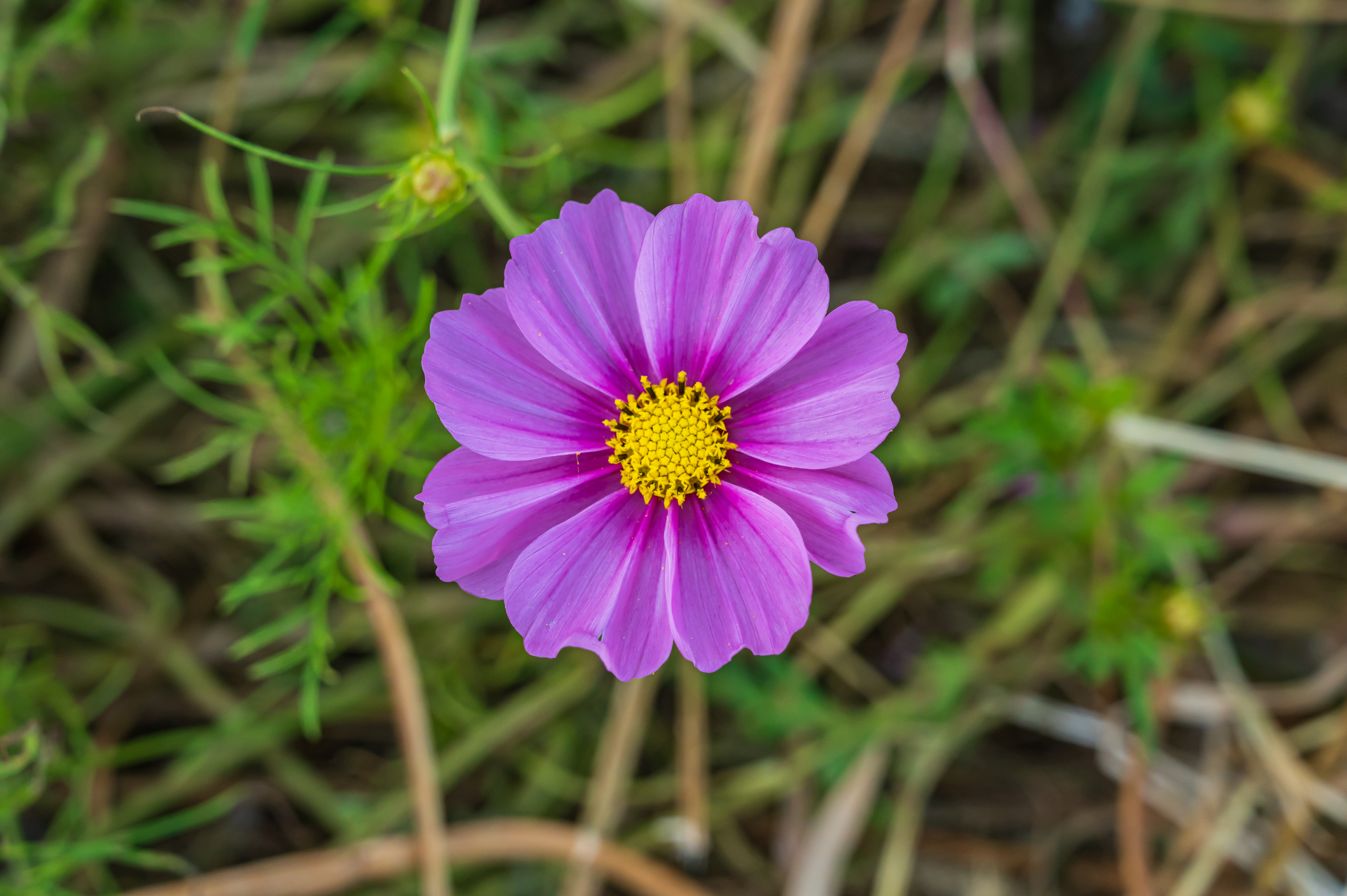 ์ฝ์ค๋ชจ์ค ๋ง๊ฐ '์ธ์ข
์ฒ๋ฐ๊ทผ๋ฆฐ๊ณต์'