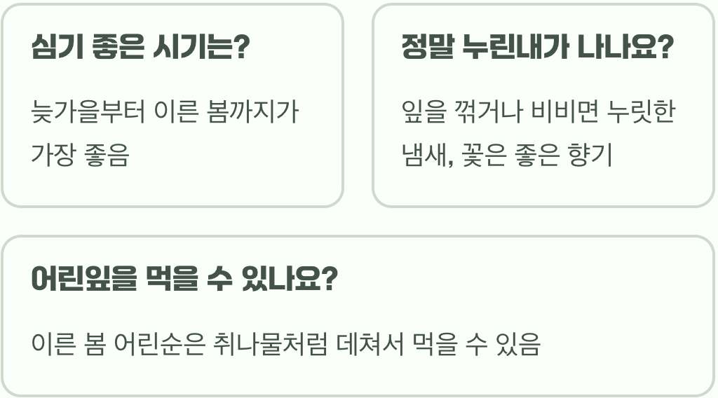 누리장나무 키우기 A to Z, 묘목부터 꽃과 열매까지