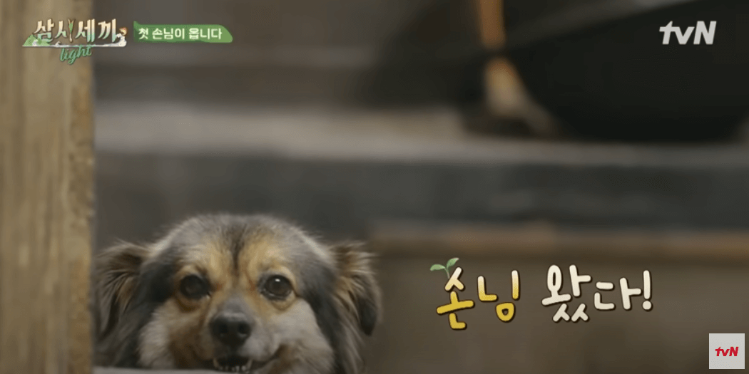 삼시세끼 임영웅 재방송 다시보기 하이라이트 무료