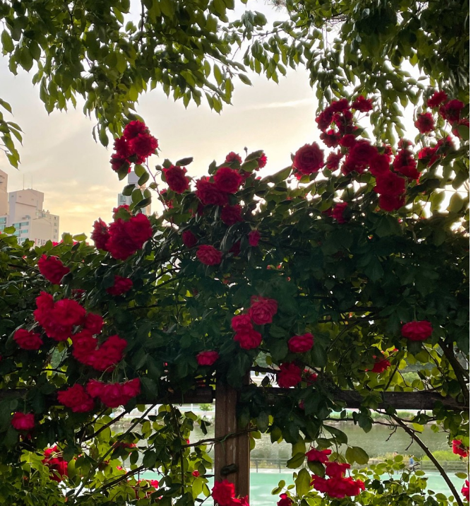 2023.서울 중랑구 장미축제.일정.주차.추천코스.맛집.2023안내.총정리