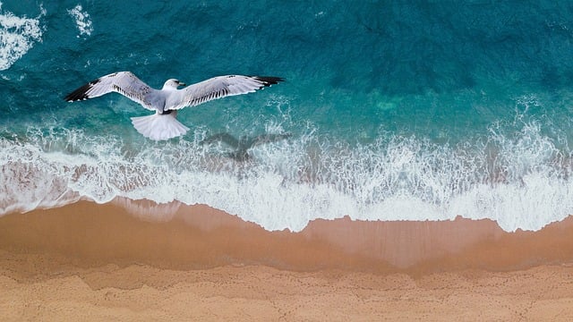비브리오패혈증18