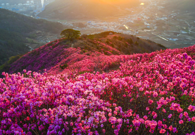 영취산 진달래1