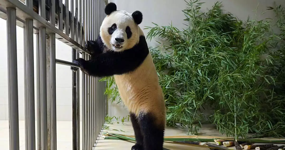 중국에서의 푸바오01