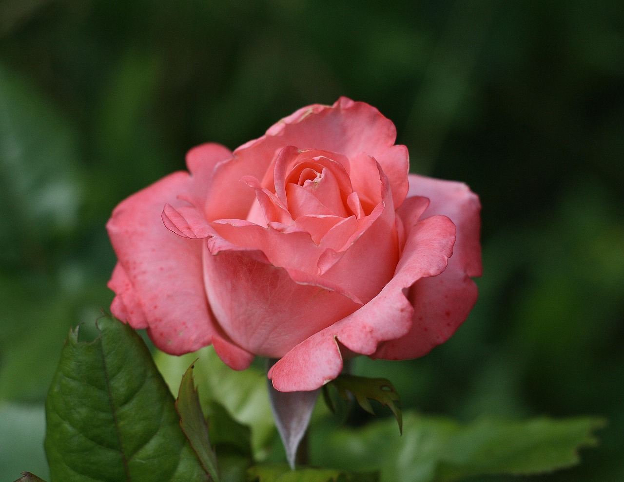 부천 백만송이장미축제