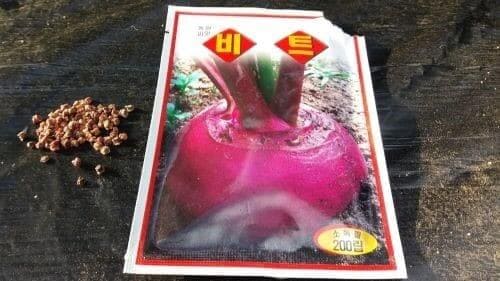 비트-빨간무-재배-파종시기-심는시기-수확시기