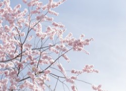 도쿄-벚꽃-개화시기-1