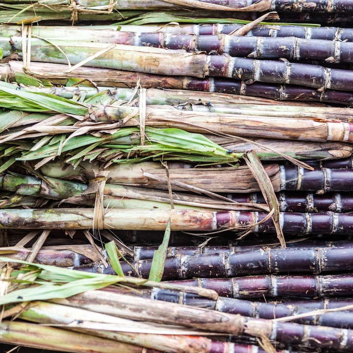폴리코사놀의 효능 및 복용법