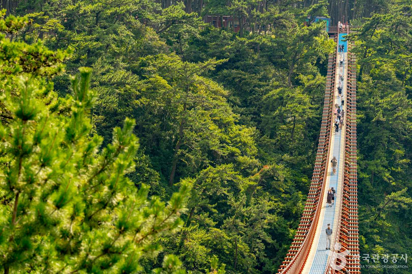 울산 대왕암공원 출렁다리