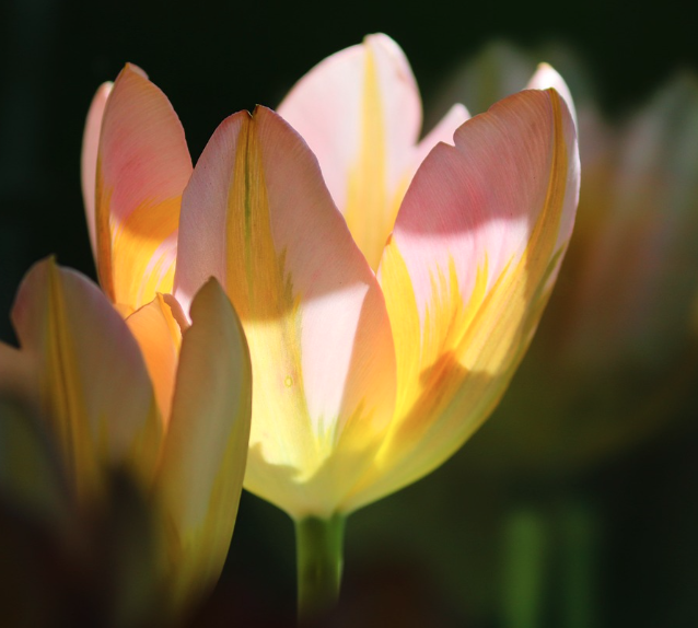 태안 세계 튤립 꽃박람회