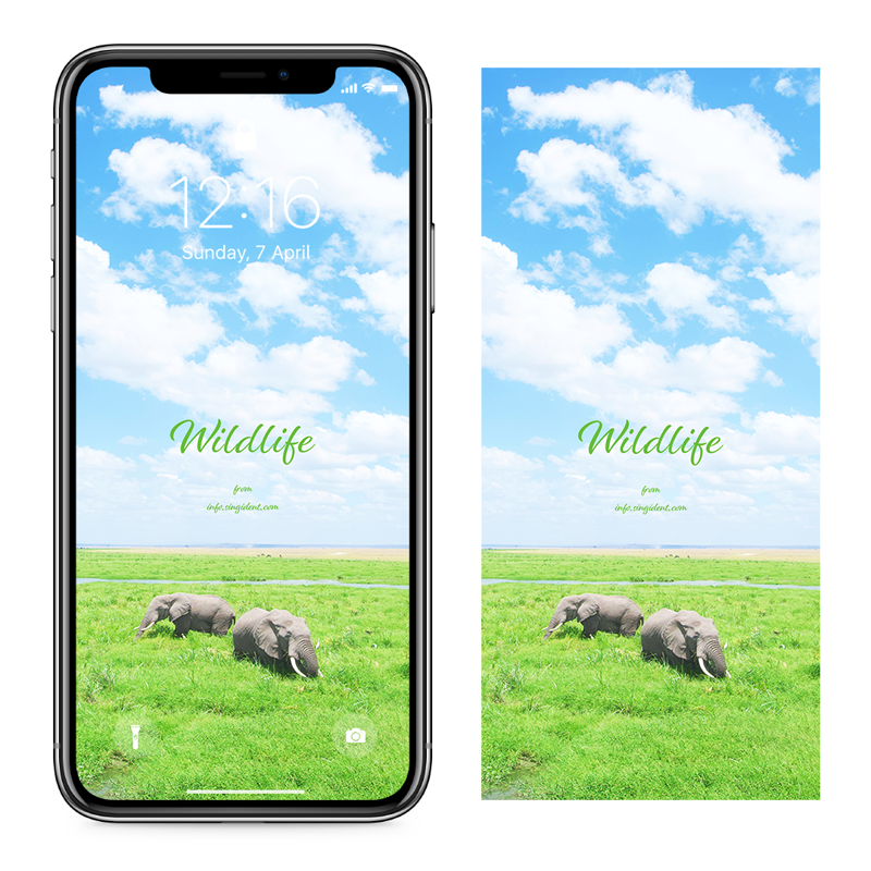06 초원 위의 코끼리 두 마리 C - Wildlife 아프리카배경화면