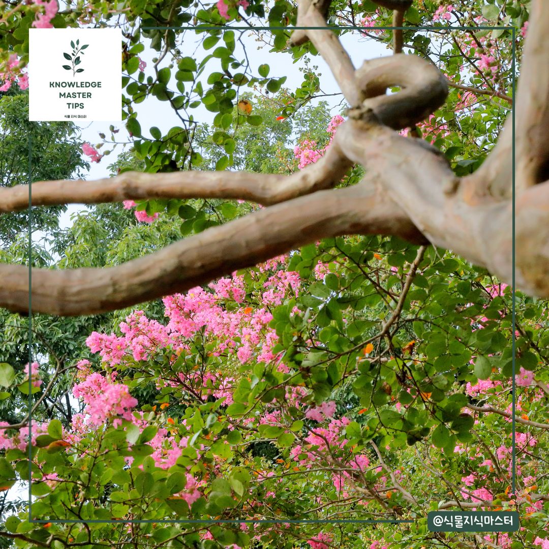 배롱나무 관리