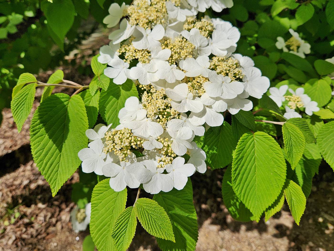 설구화 라나스(라나스덜꿩나무)