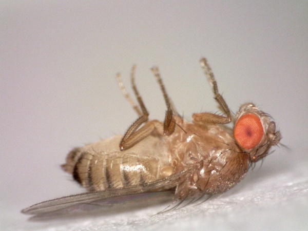 초파리 없애는 방법