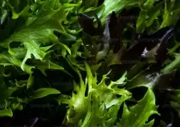 한살림 인터넷장보기