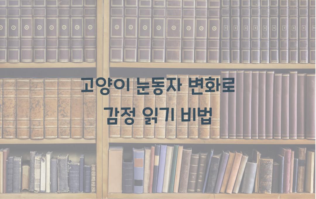 고양이 눈동자 변화로 감정 읽기
