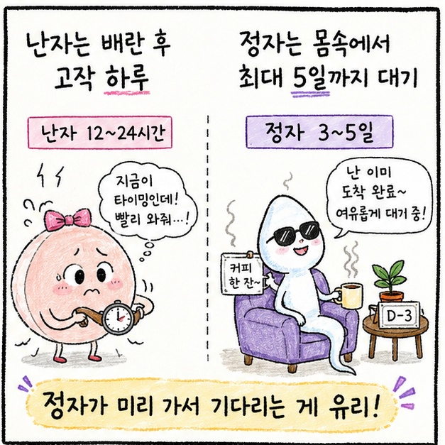 난자와 정자의 수명차이