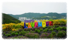 지세포 라벤더공원