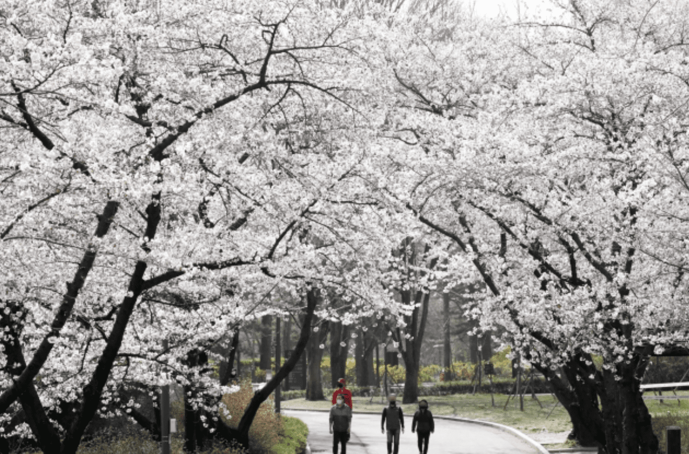 여의도 벚꽃축제 실시간 주차장 찾기 벚꽃 명소