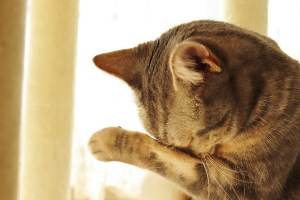 눈을 비비는 갈색 호랑이 고양이