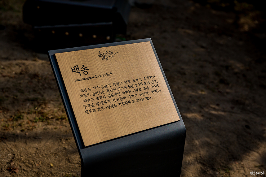 백송 설명문