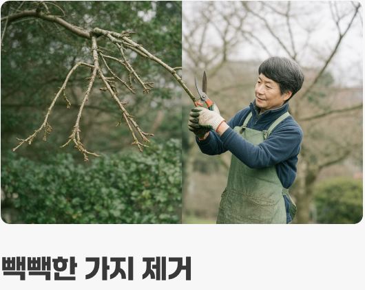 예쁜 수형을 위한 마법, 가지치기