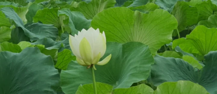 명당연향