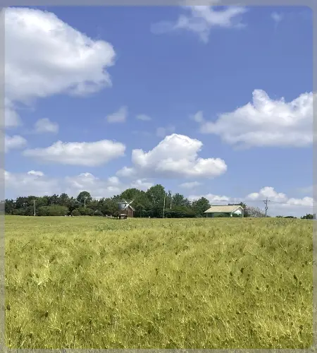 고창 청보리밭 축제_2