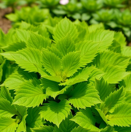 삼백초추출물-효능-부작용-먹는법-BEST3-추천