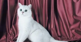 고양이 근육 경련 증상 원인 치료_31