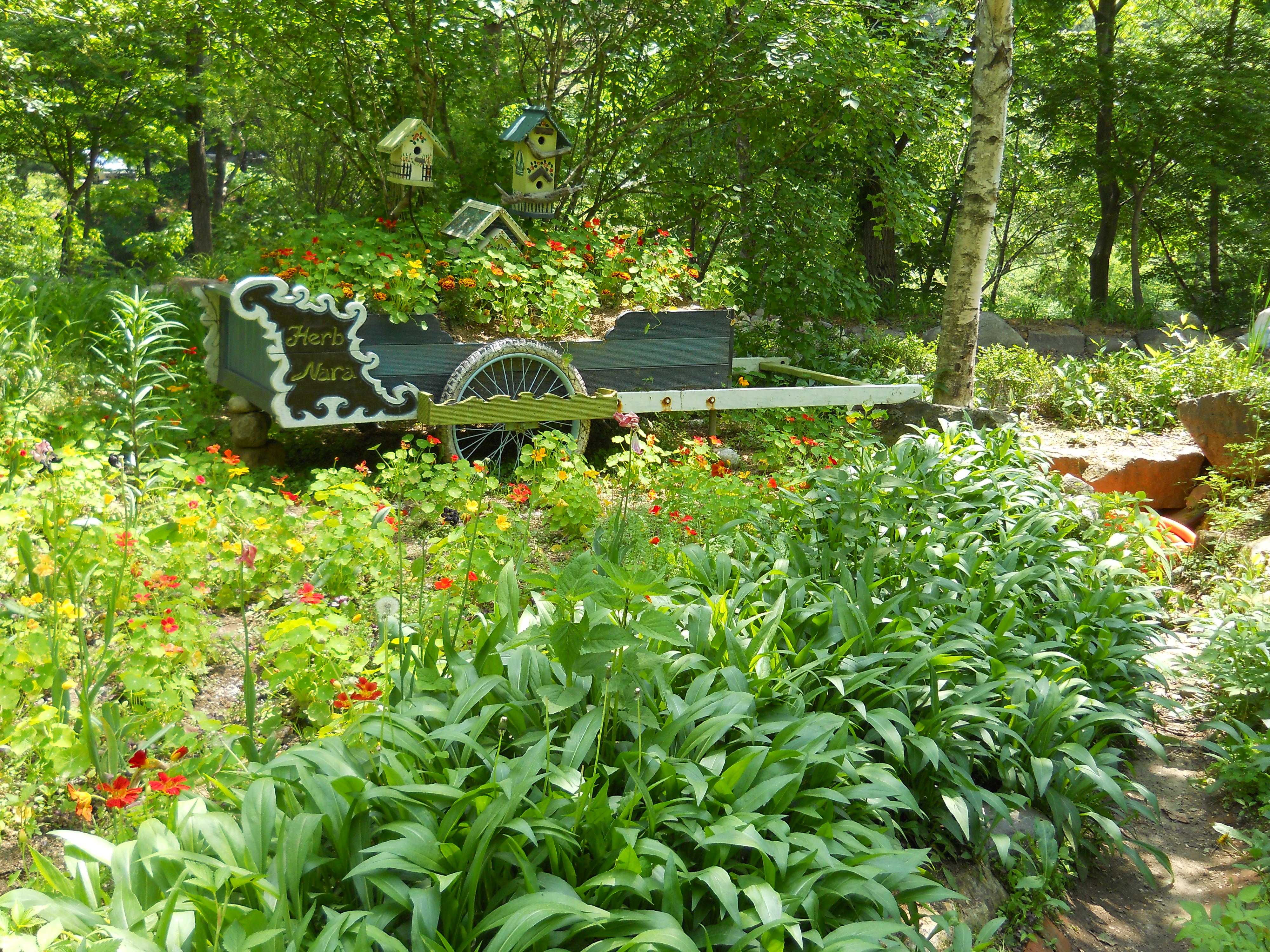 평창 허브나라 농원(Herbnara Farm)