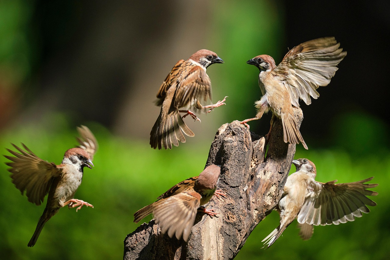 참새꿈-참새꿈풀이-참새꿈해몽
