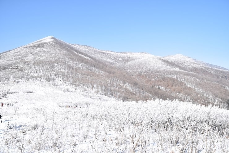 "2월 말까지만 갈 수 있대요"... 놓치면 1년 기다려야 하는 해발 1,164m 겨울 등산 명소 곰배령