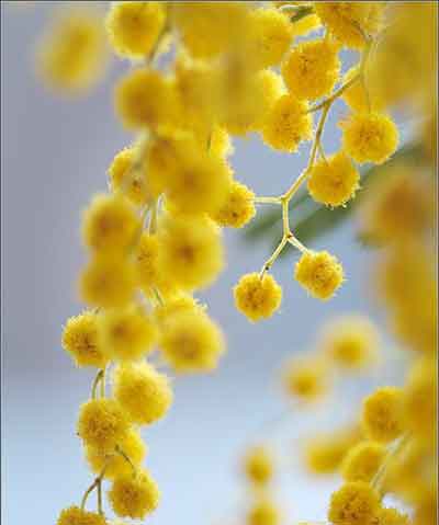 노란색 안개꽃 상세보기