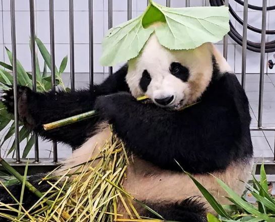 푸바오