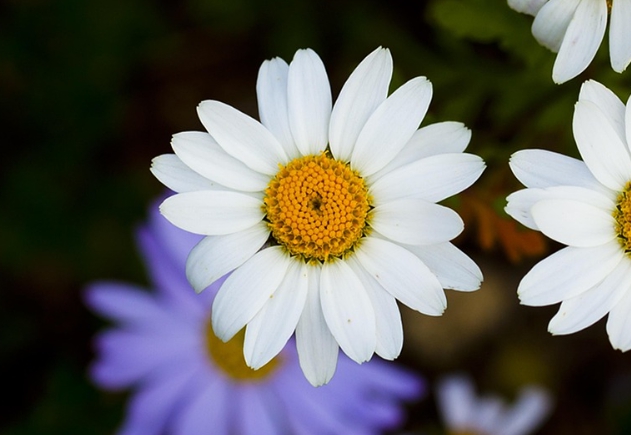 가을에 피는 꽃 종류 구절초