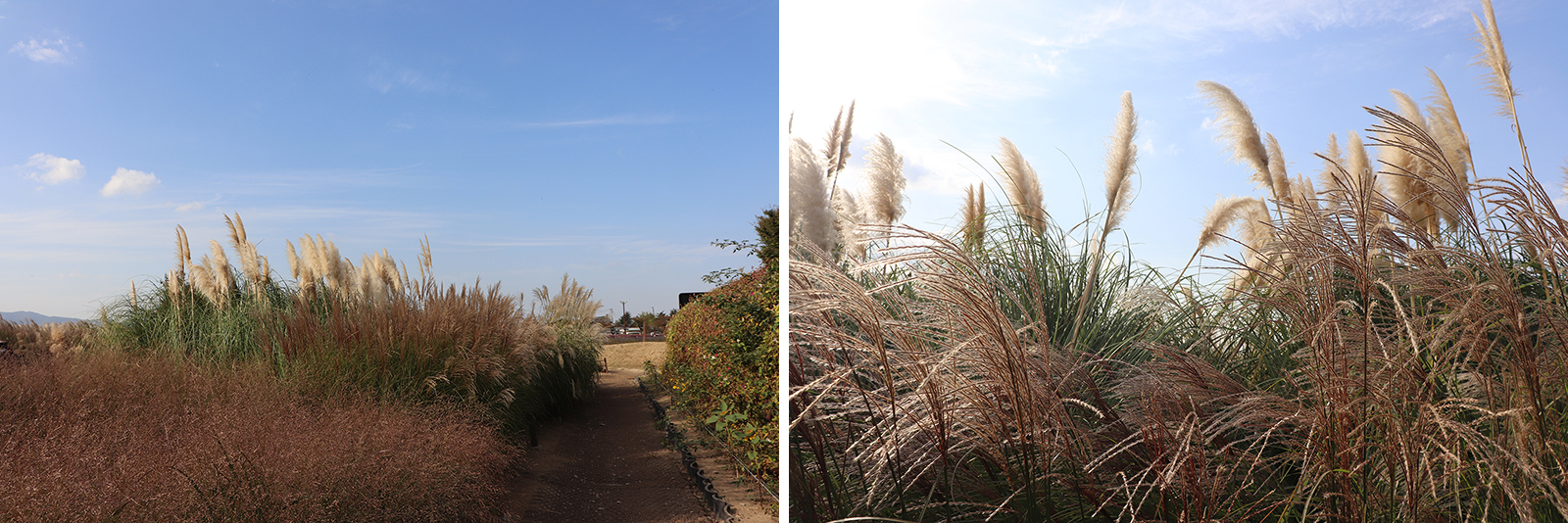 경주 첨성대, 핑크뮬리와 함께하는 가을 여행지 추천