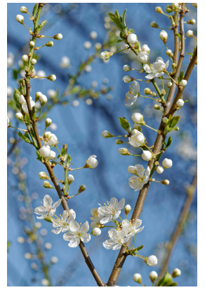 여의도 벚꽃축제