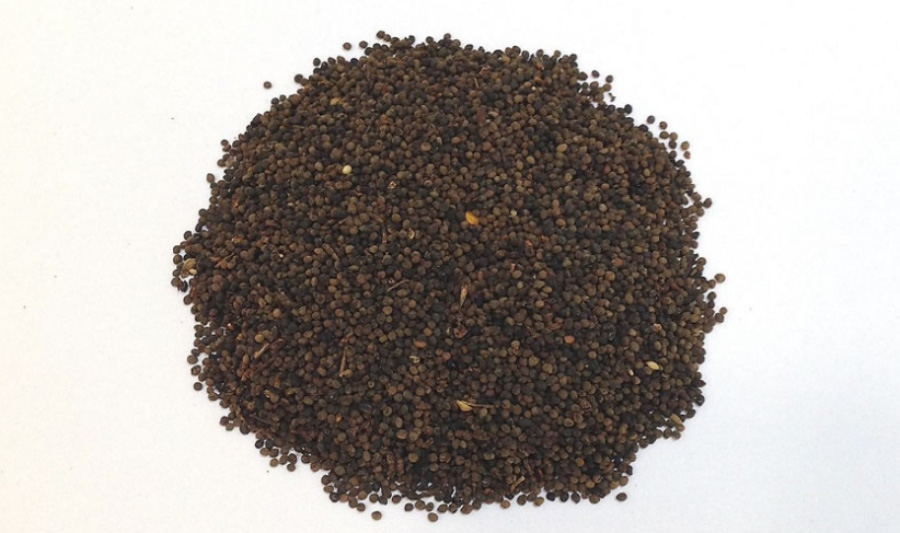 야생에서 채취를 한 토사자를 깨끗하게 세척한 후에 하얀 바닥 위에 수북하게 놓아두고 찍은 사진