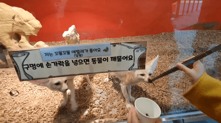 실내동물원-사막여우-먹이체험