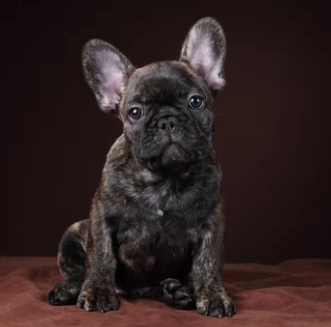 프렌치 불독/출처:어도비스톡